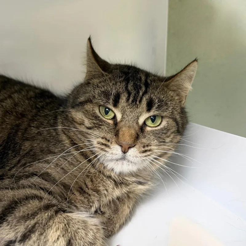 Frogfish thumbnail 3