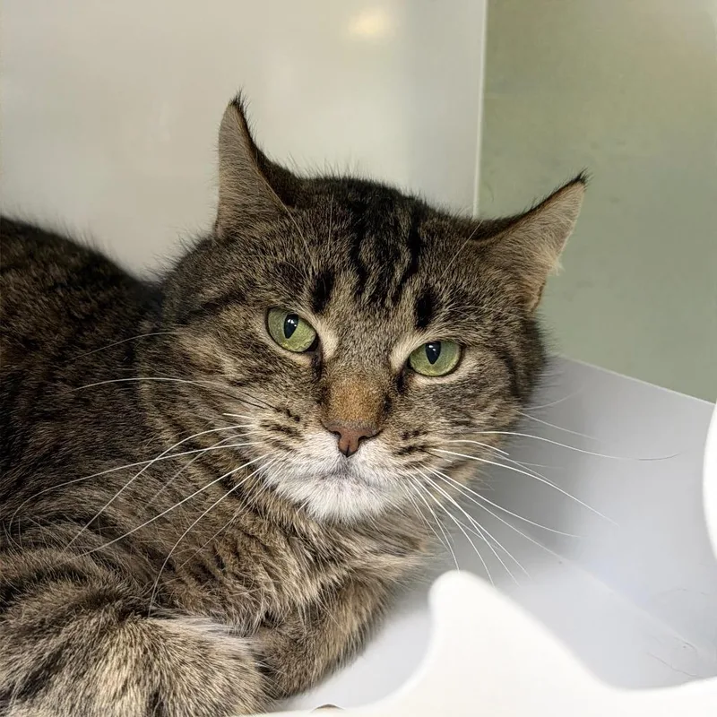 Frogfish thumbnail 4