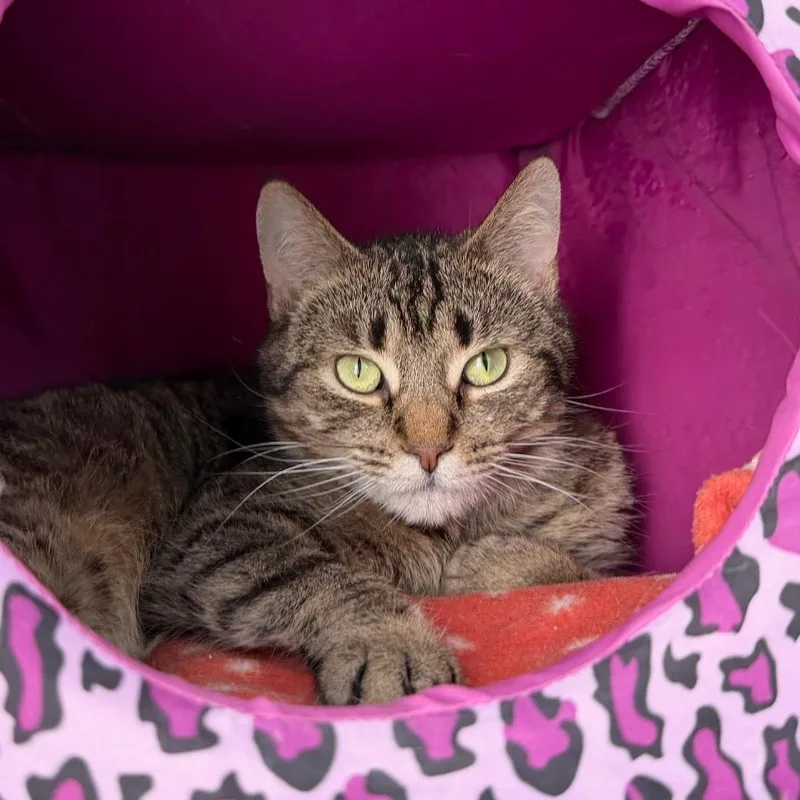 Frogfish thumbnail 5