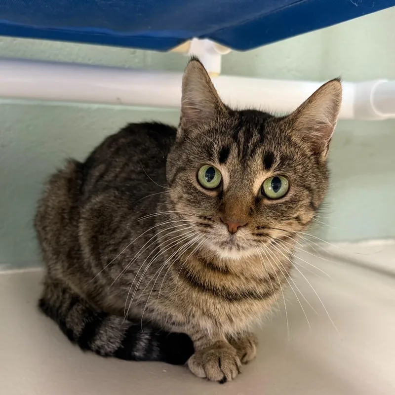 Frogfish thumbnail 6