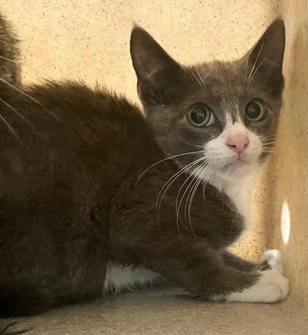 A baby small-sized male Domestic Short Hair cat named Yahtzee for adoption in Staten Island, NY