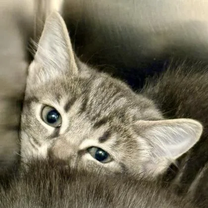 A baby small-sized male Domestic Short Hair cat named Sera for adoption in Sacramento, CA