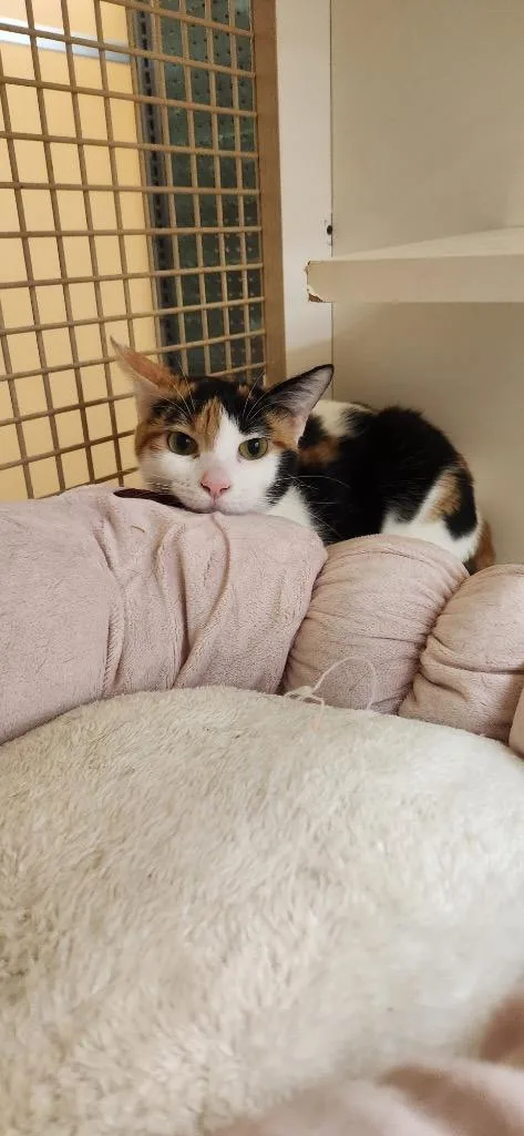 A young medium-sized female Domestic Short Hair cat named Princess for adoption in Tampa, FL