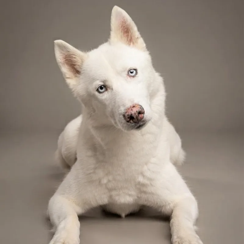 An adult medium-sized female White / Cream Husky dog named Glacia for adoption in Enid, OK