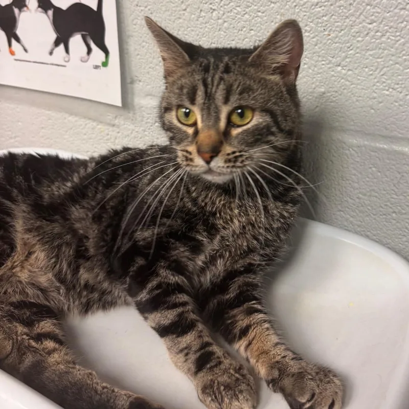 An adult medium-sized male Brown / Chocolate Domestic Short Hair cat named Clam for adoption in Birdsboro, PA