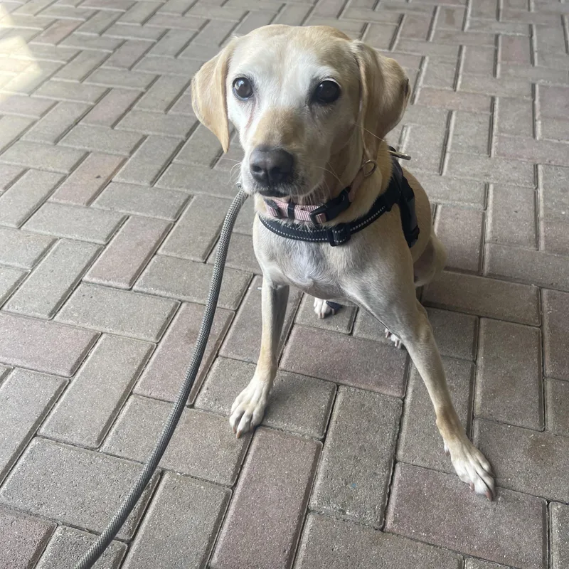 An adult medium-sized female White / Cream Labrador Retriever dog named Ginger for adoption in Allen, TX