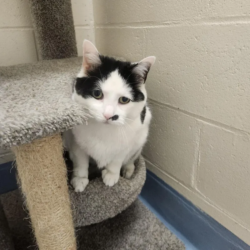 An adult large-sized female Black Domestic Short Hair cat named Marilyn for adoption in Brockton, MA