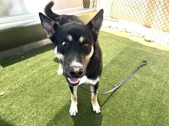 A young large-sized male German Shepherd Dog dog named Miami for adoption in Phoenix, AZ