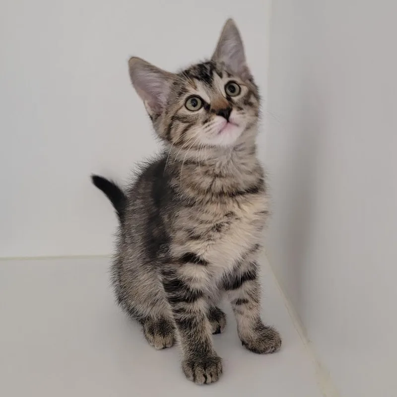 A baby small-sized female Black Domestic Short Hair cat named Marble for adoption in Phoenix, AZ