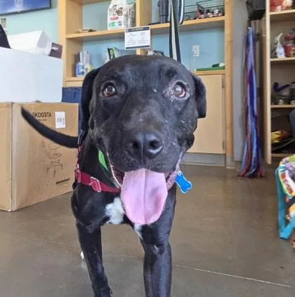 An adult large-sized male Labrador Retriever dog named Jackson for adoption in Honolulu, HI