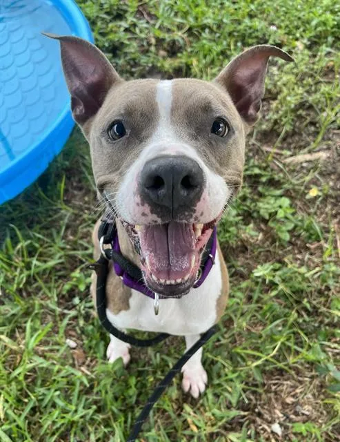 An adult medium-sized female Terrier dog named Stacy for adoption in Miami, FL