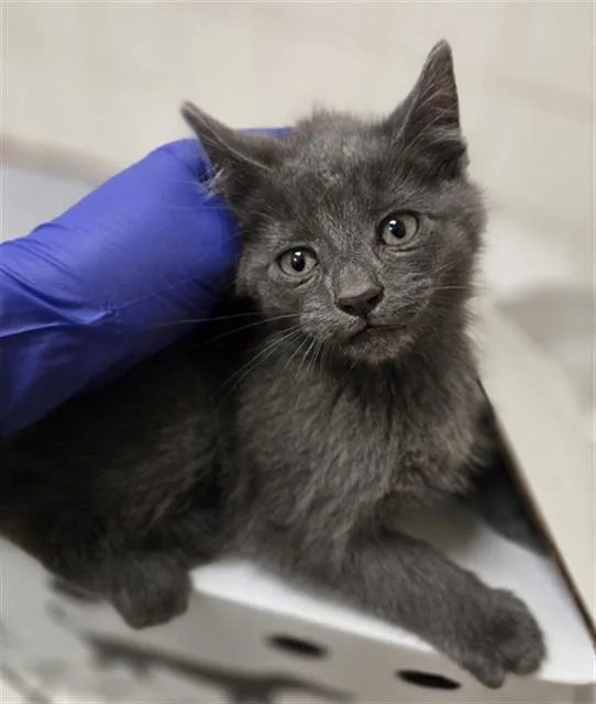 A baby medium-sized male Domestic Short Hair cat named Avalon for adoption in Dallas, TX