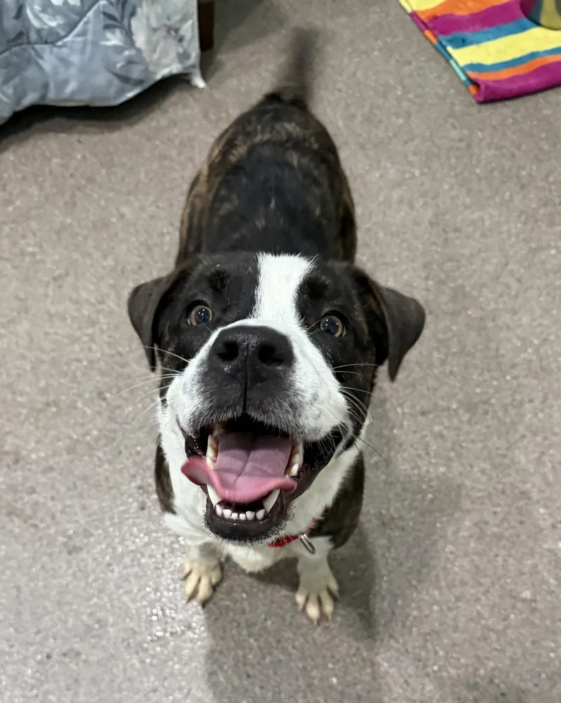 A young medium-sized female Brindle Mixed Breed dog named Cooper for adoption in Sault Sainte Marie, MI