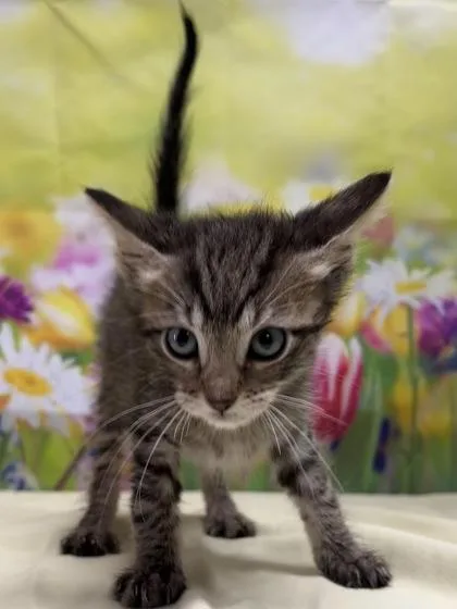 A young small-sized female Domestic Short Hair cat named Brittany Pierce for adoption in San Antonio, TX