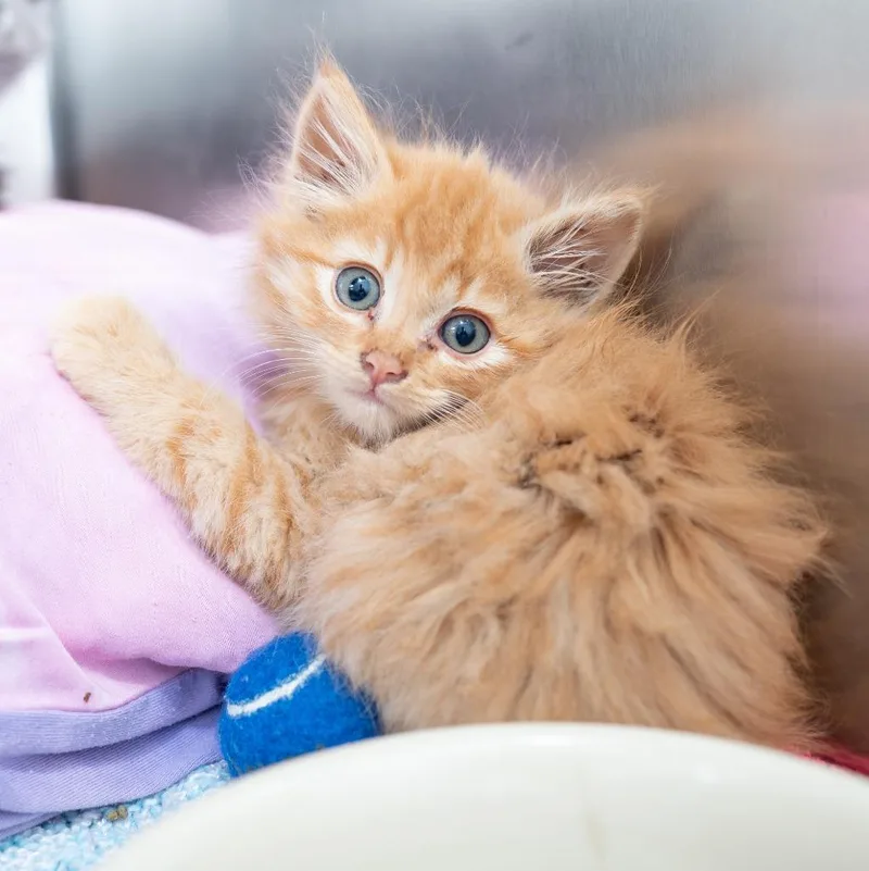 A baby small-sized male Domestic Long Hair cat named Pikachu for adoption in Los Angeles, CA