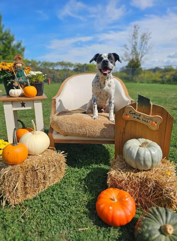 A young large-sized male Dalmatian dog named Apache for adoption in Sprakers, NY