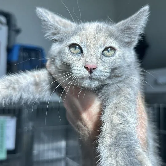 A baby small-sized female Tortoiseshell Domestic Short Hair cat named Coppertail for adoption in Matteson, IL