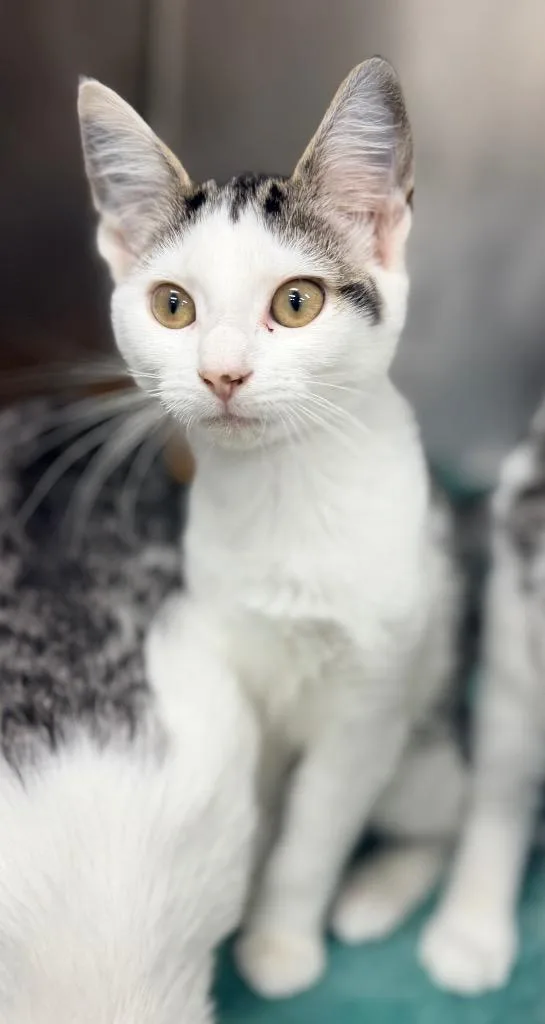 A baby medium-sized female Domestic Short Hair cat named Lyra for adoption in Danielsville, GA