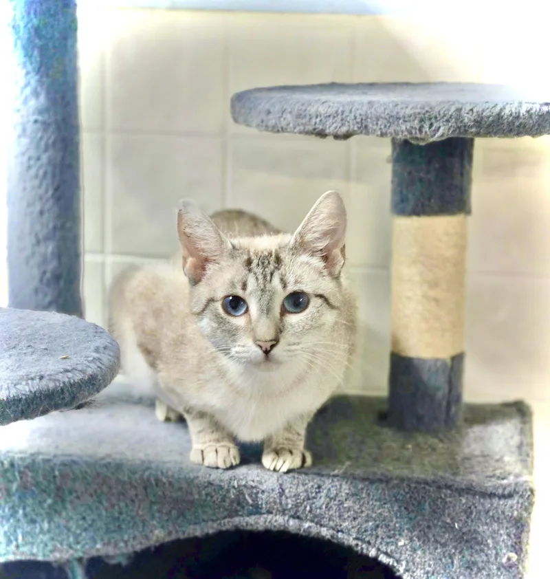 A young medium-sized female Domestic Short Hair cat named Lola for adoption in Chatsworth, GA