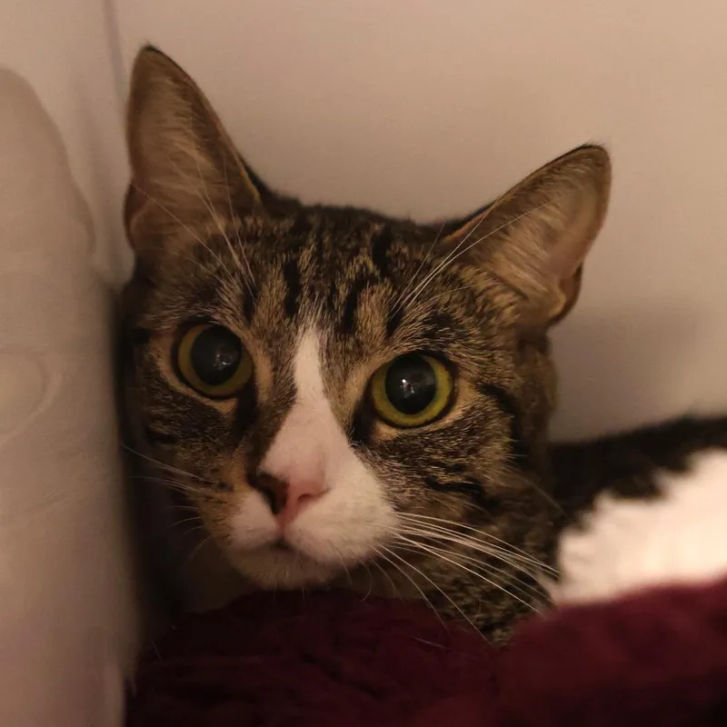 Peppa bonded to Nala