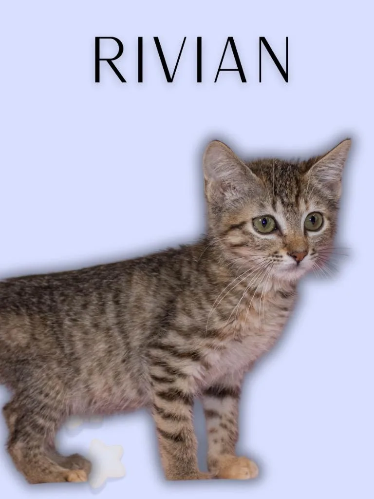 A baby medium-sized male Tabby (Brown / Chocolate) Tabby cat named Rivian for adoption in Mira Loma, CA