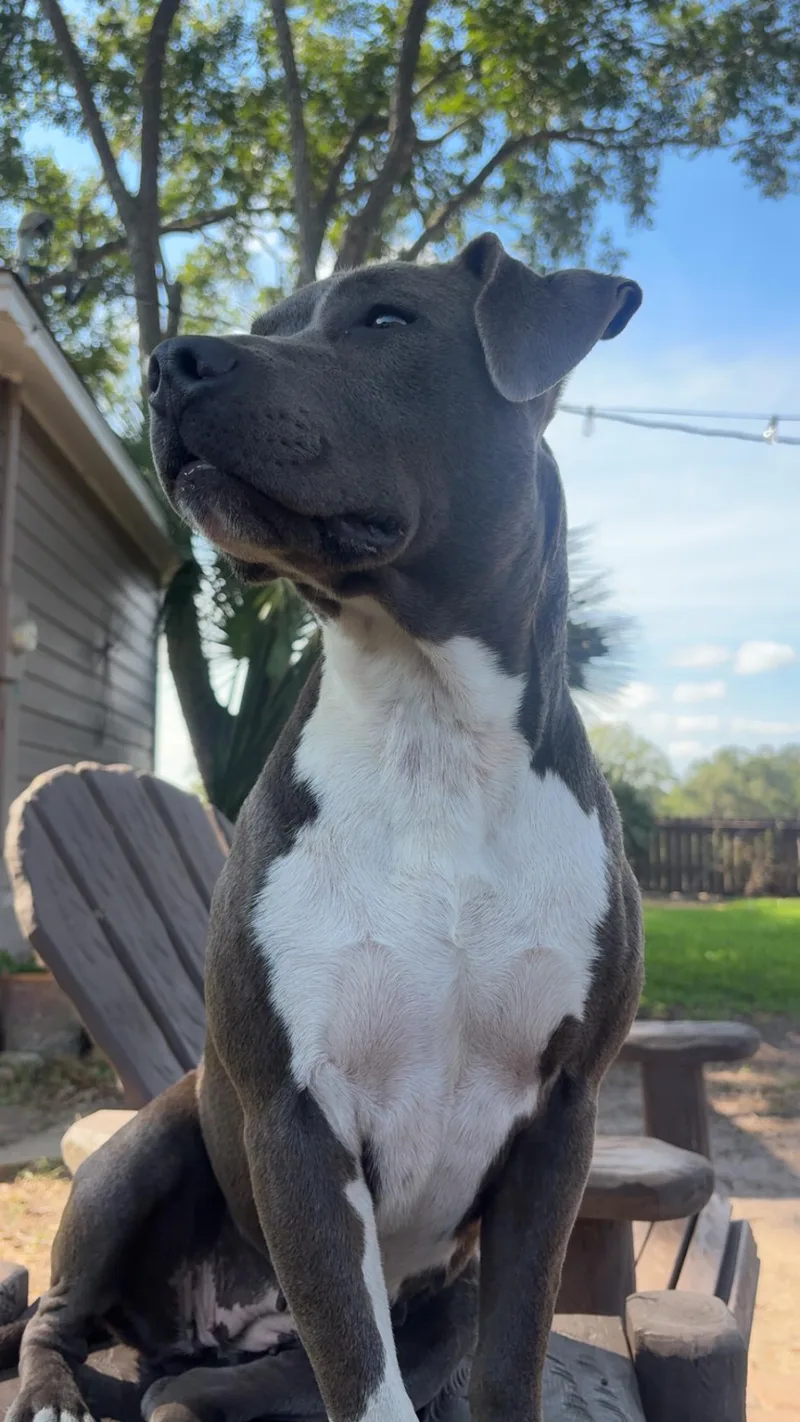 A young medium-sized female Pit Bull Terrier dog named Maya for adoption in Mooresville, NC