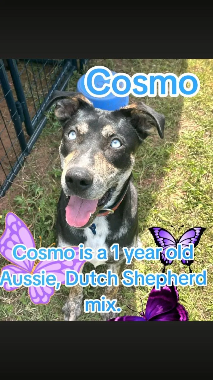 Cosmo thumbnail 4