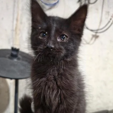 A baby small-sized male Black Domestic Medium Hair cat named Mastema for adoption in Greenwood, MO