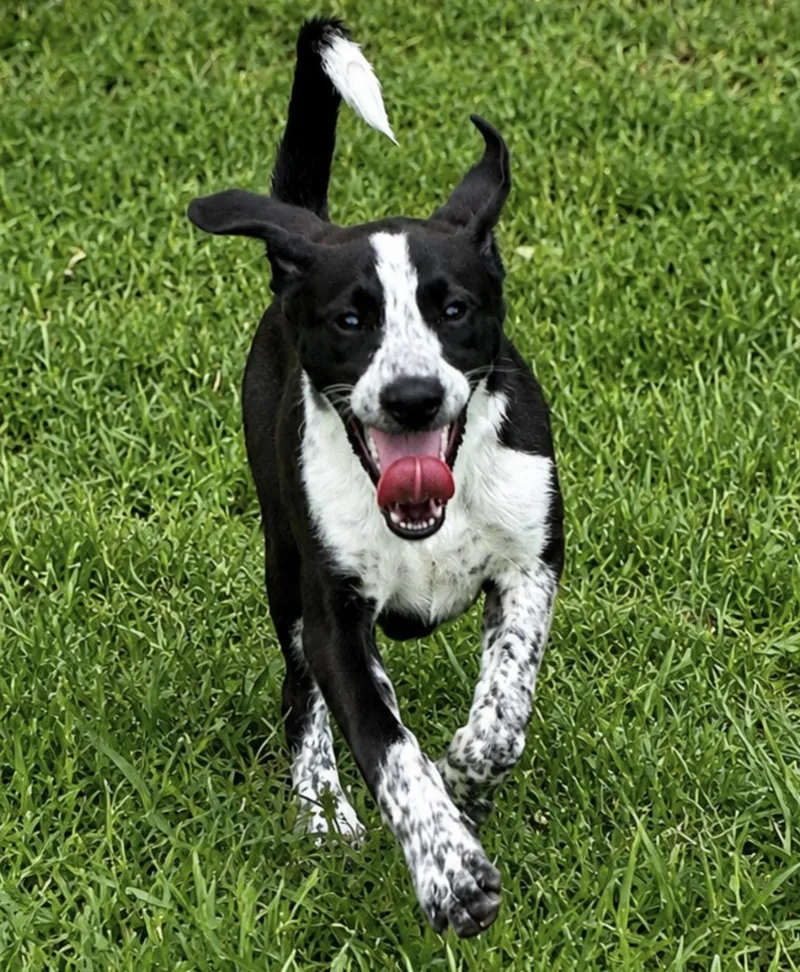 A baby medium-sized female Black Border Collie dog named Poppy for adoption in Pelham, NH