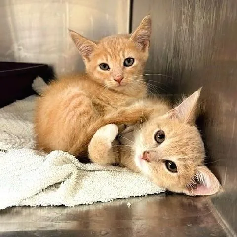 A baby medium-sized female Tabby (Orange / Red) Tabby cat named Maple and Acorn for adoption in Salt Lake City, UT