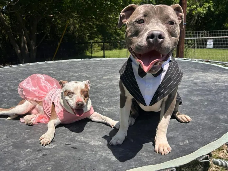 An adult medium-sized male Pit Bull Terrier dog named Carter GDP for adoption in Dallas, TX