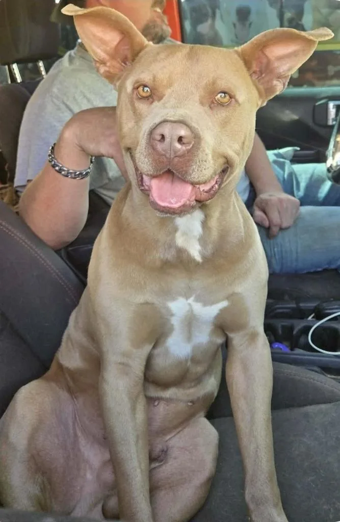 An adult medium-sized male Pit Bull Terrier dog named Mai Guy for adoption in Manchester, CT