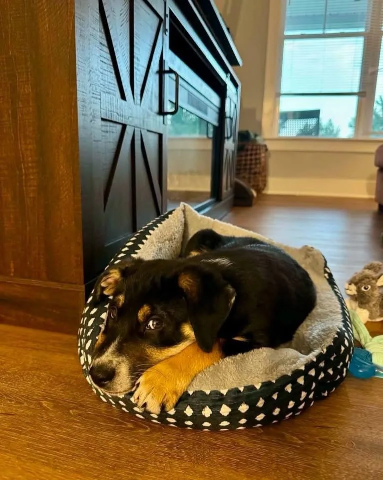 A baby small-sized male Shepherd dog named Boone for adoption in Wendell, NC