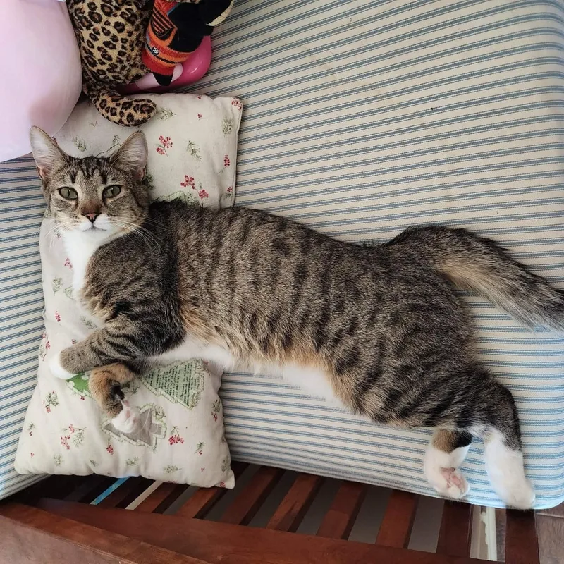 A baby small-sized female Brown / Chocolate Domestic Short Hair cat named Kira for adoption in Yorba Linda, CA