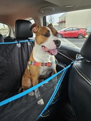 An adult large-sized male Mixed Breed dog named Nasir for adoption in Atlanta, GA