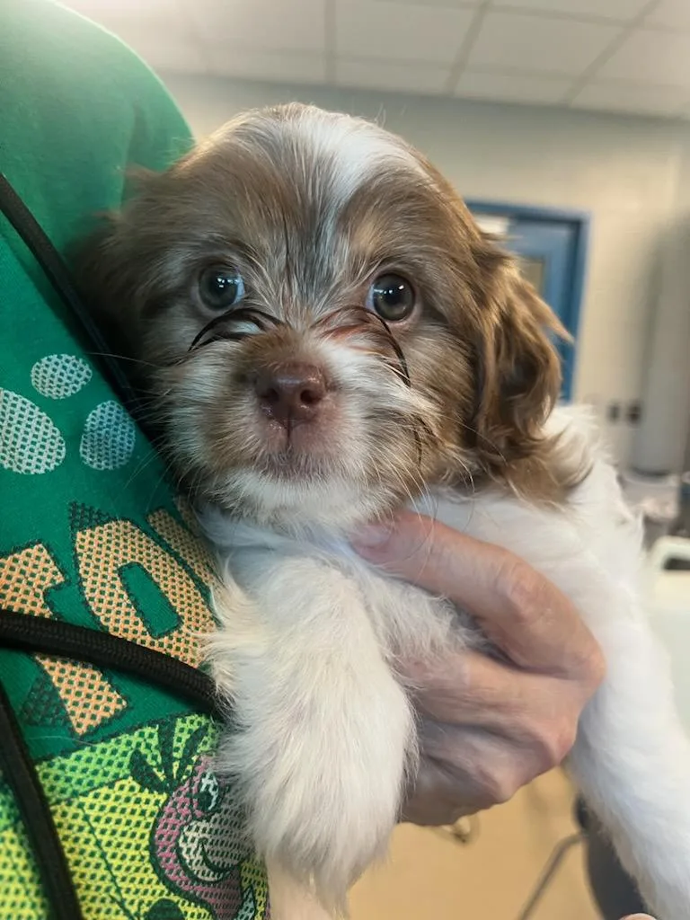 A baby small-sized female White / Cream Cockapoo dog named Daisy for adoption in Manassas, VA