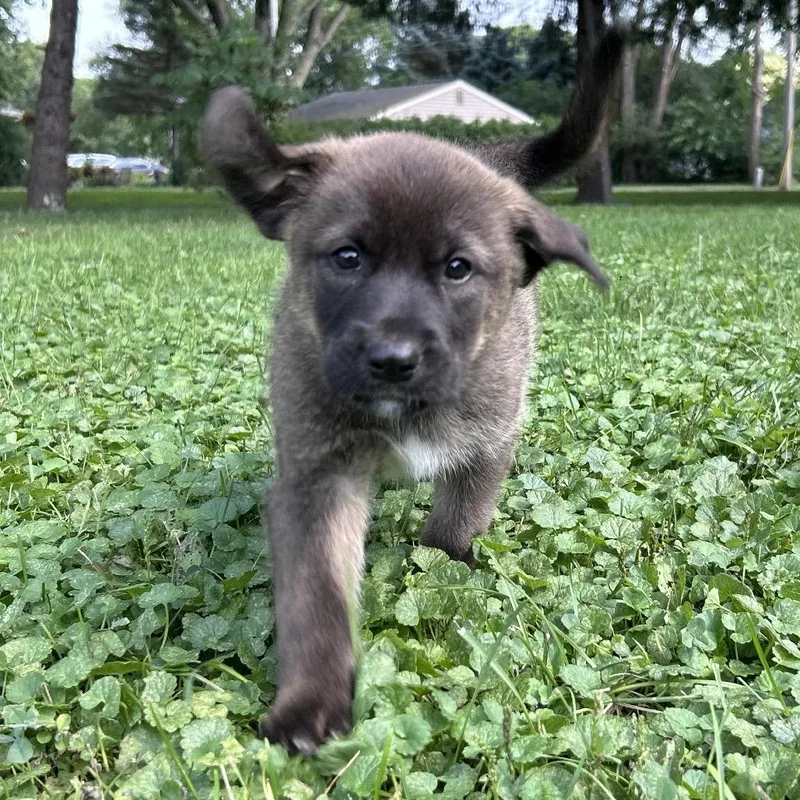A baby small-sized male Brown / Chocolate Mixed Breed dog named Sausage for adoption in Buffalo, MN