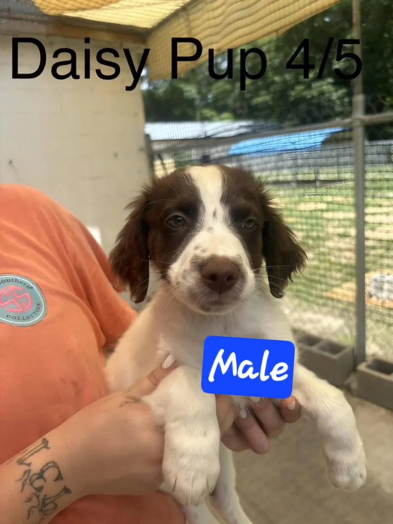 A baby medium-sized female English Springer Spaniel dog named Daisy pups for adoption in Brooksville, FL