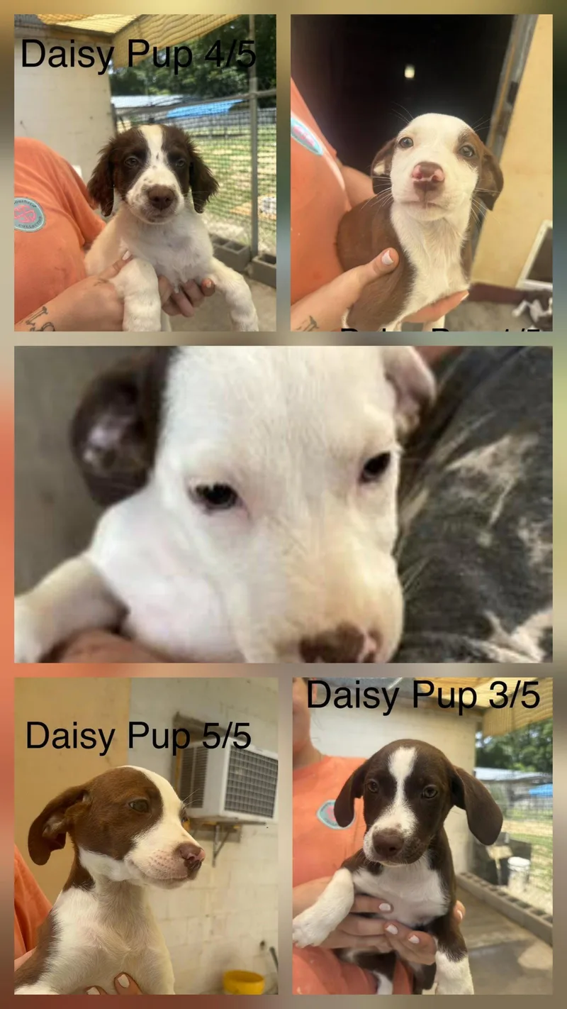 Daisy pups thumbnail 2