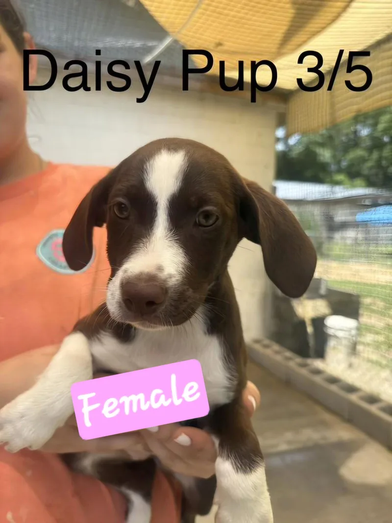 Daisy pups thumbnail 3