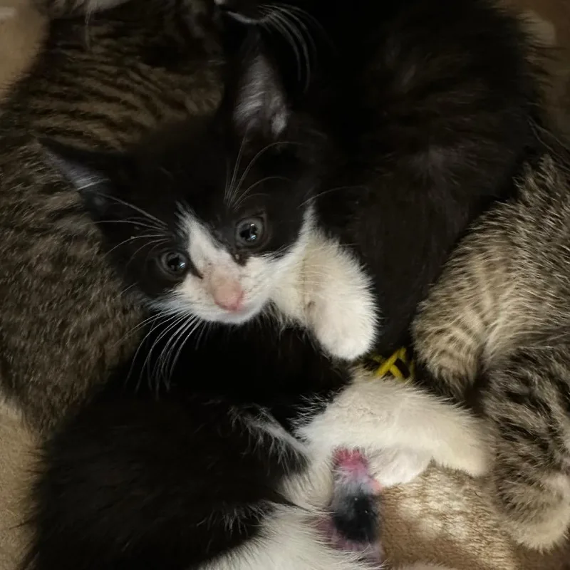 A baby small-sized male Black Domestic Short Hair cat named London for adoption in Wappingers Falls, NY