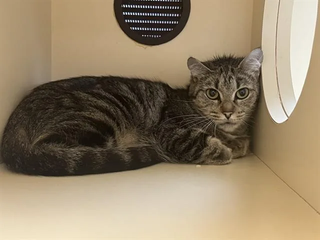 A young medium-sized female Domestic Short Hair cat named Parcheesi for adoption in Louisville, KY