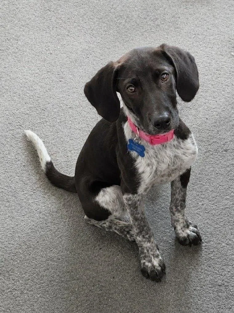 A young medium-sized female English Coonhound dog named Joan Jett for adoption in TULSA, OK