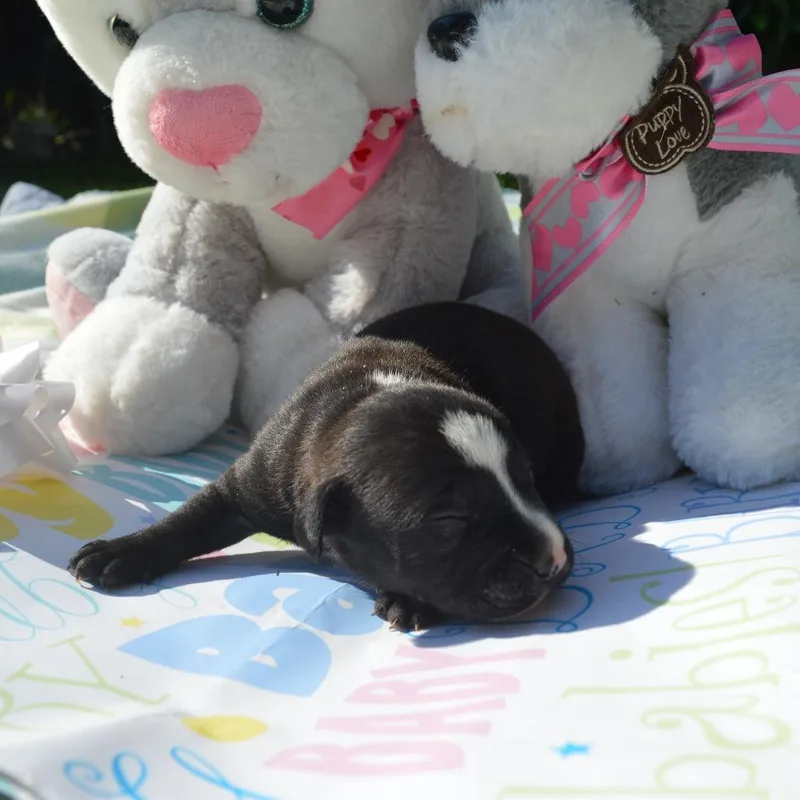 Daisy Pup thumbnail 2