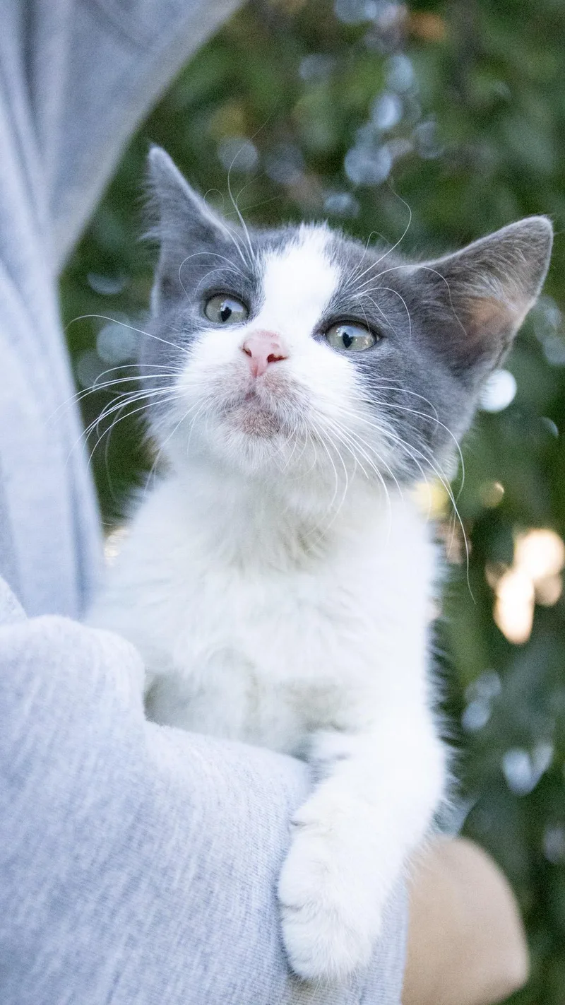 A baby medium-sized female Domestic Short Hair cat named Nintendo for adoption in Haddon Heights, NJ