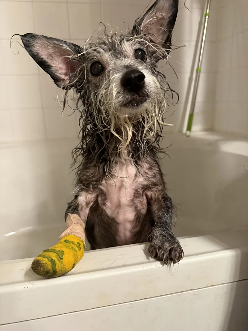 A young small-sized female Terrier dog named Magenta for adoption in Cumming, GA