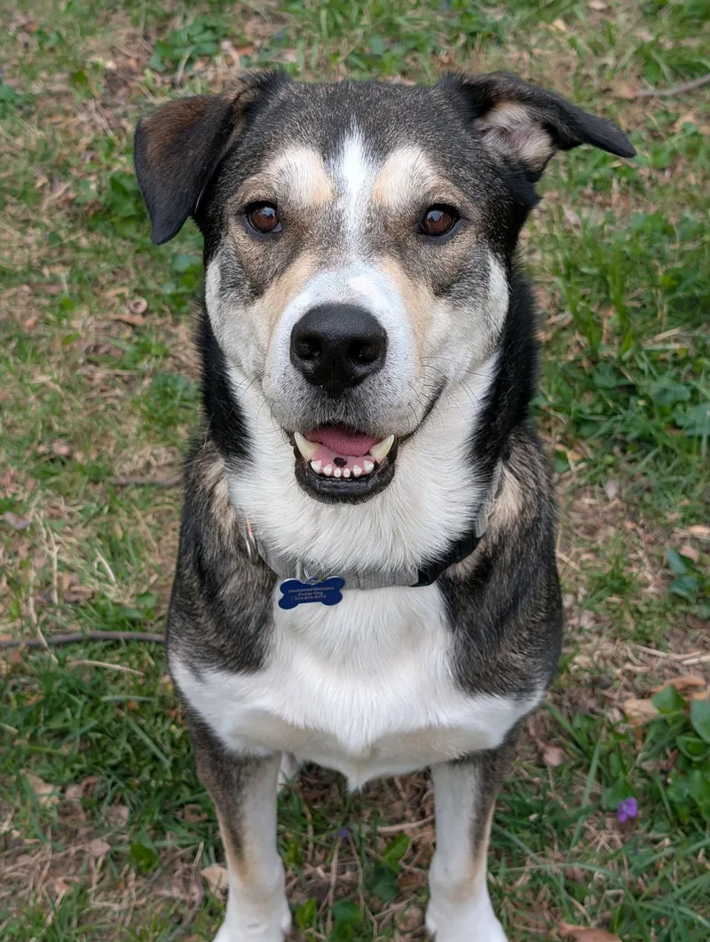 An adult medium-sized male Husky dog named Guy for adoption in Columbia, MO