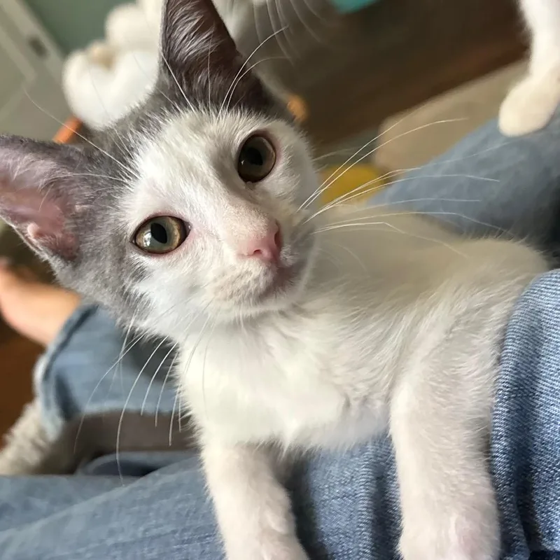 A baby small-sized male White Domestic Short Hair cat named Snuggles for adoption in Bulverde, TX