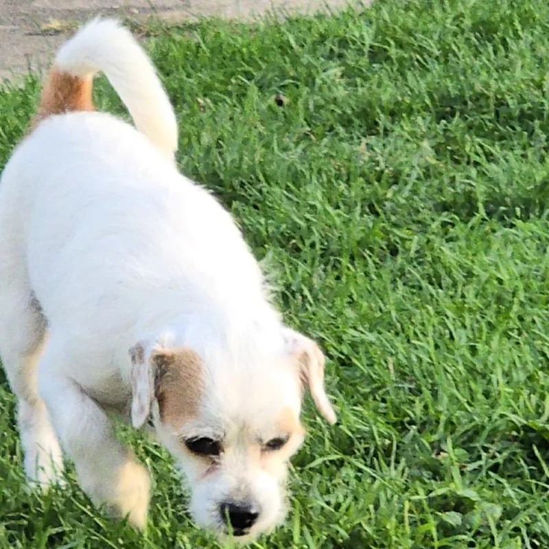 An adult small-sized male Parson Russell Terrier dog named Woody for adoption in Saint John, IN