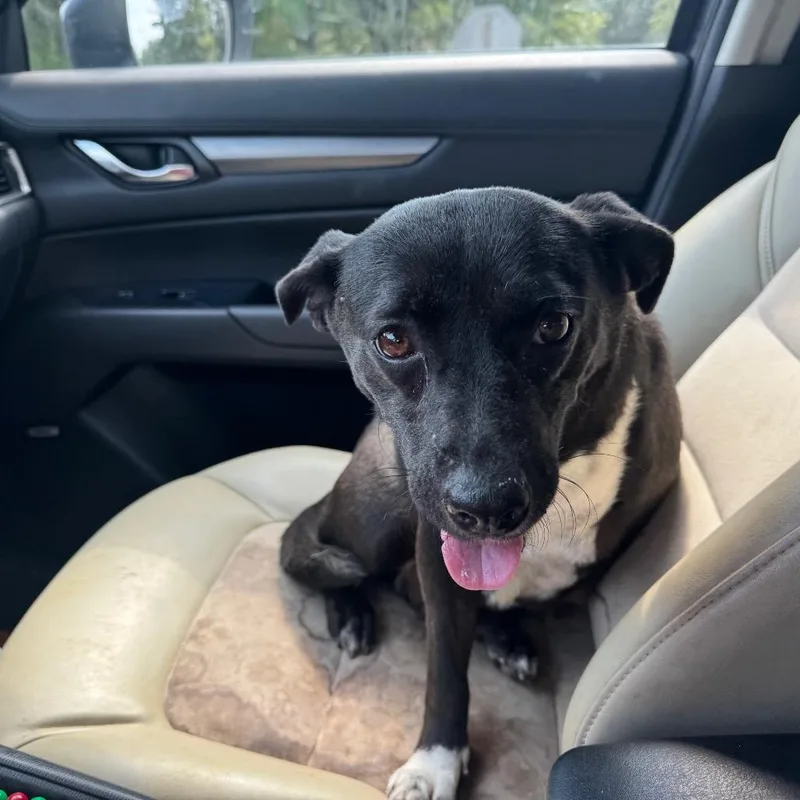 An adult medium-sized female Terrier dog named Snow White for adoption in Parrish, AL